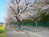 Sakura20090407.jpg